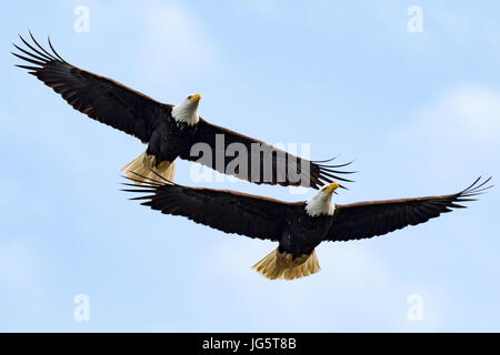 Aquile calve, aquile in volo. Port Townsend, Washington. Foto Stock