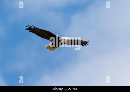 Aquila calva in volo. Port Townsend, Washington. Foto Stock