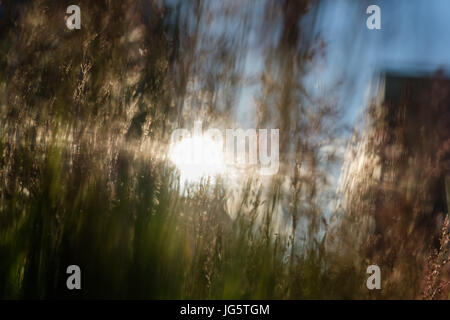 Erba sottile di close-up di sunny sfondo. Foto Stock