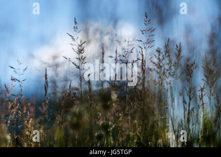 Erba sottile di close-up di sunny sfondo. Foto Stock