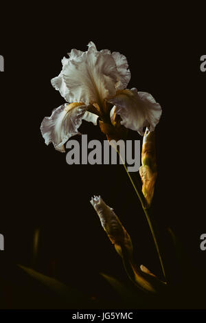 Glorioso bianco Iris barbuto in piena fioritura. Foto Stock