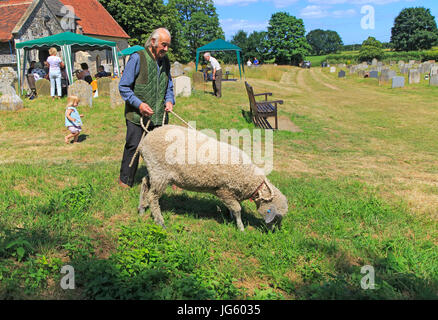 Uomo con pecore al pascolo al guinzaglio nel sagrato, summer village evento chiesa Blaxhall, Suffolk, Inghilterra, Regno Unito Foto Stock