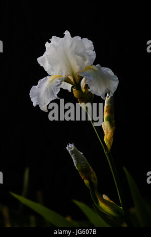 Glorioso bianco Iris barbuto in piena fioritura. Foto Stock