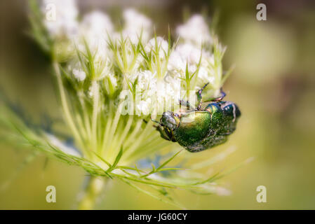 Cetonia aurata, noto anche come il rose chafer verde o rosa, chafer su un Daucus carota fiore, sotto il caldo sole estivo a Kiev, Ucraina Foto Stock