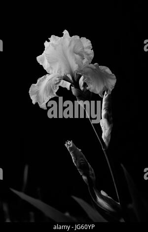 Glorioso bianco Iris barbuto in piena fioritura. Foto Stock