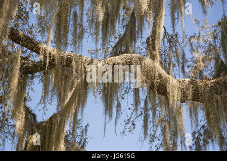 Muschio spagnolo pende da una live oak a Gainesville, Florida. Foto Stock