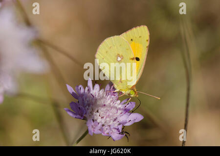 Dark offuscato giallo o offuscato comune giallo, butterfly, Colias croceus, Spagna. Andalusia. Foto Stock