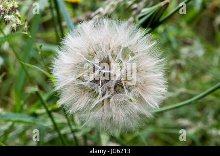 Jack-go-to-letto a mezzogiorno seedhead Foto Stock