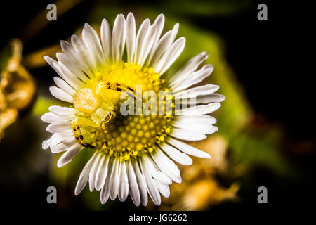 Un ragno granchio si appoggia all'interno di una fioritura di fiori selvaggi. Foto Stock