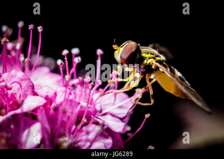 Un fly feed di una fioritura di fiori selvaggi. Foto Stock