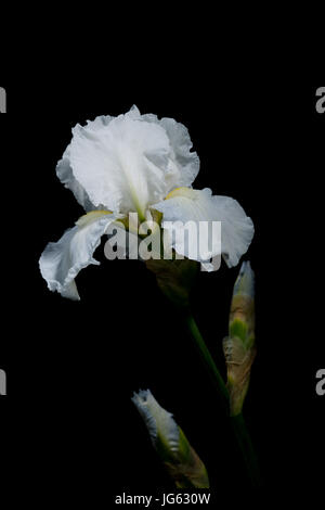 Glorioso bianco Iris barbuto in piena fioritura. Foto Stock