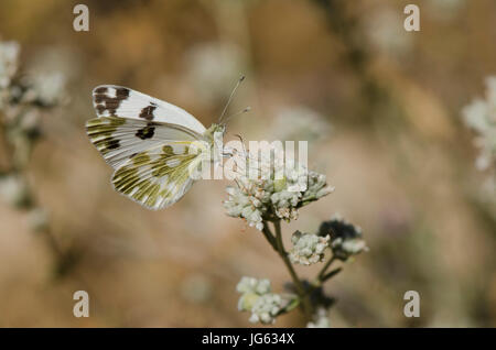 Vasca da bagno bianco, Pontia daplidice farfalla sulla pianta di salvia, Andalusia, Spagna Foto Stock