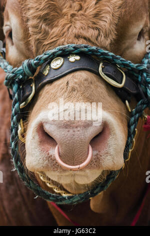 Limousin Bull face / anello di naso a Hanbury paese mostrano, Worcestershire. Regno Unito Foto Stock