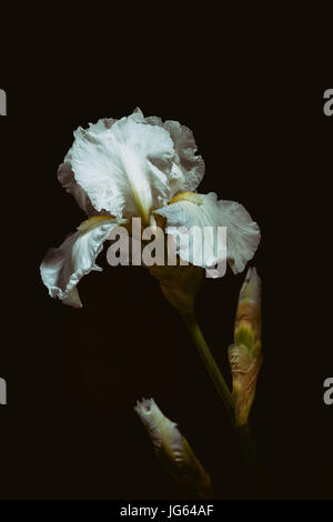 Glorioso bianco Iris barbuto in piena fioritura. Foto Stock