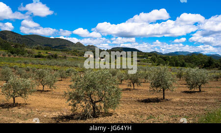 Paesaggio in Provenza Foto Stock