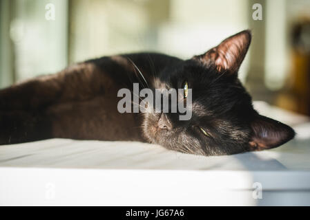 Gatto in posa il sole con gli occhi aperti a metà Foto Stock