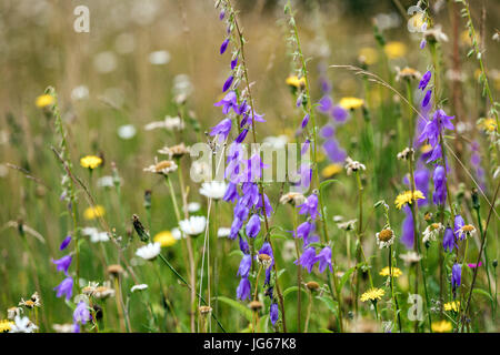 Fiori selvatici Blu Bellflower Campanula Estate Fiori di campo erba giugno Fiori di fiori selvatici Fiori di fiori selvatici Fiori di campo estivi perenne Campanula Summertime Foto Stock