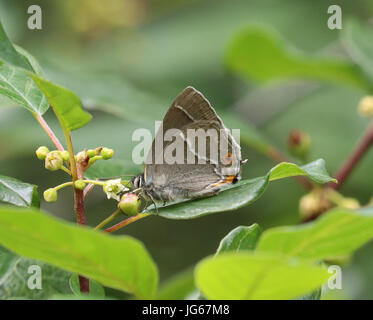 Viola Hairstreak Butterfly Quercusia quercus Foto Stock