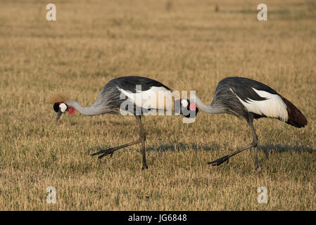 Zambia Sud Luangwa National Park. Coppia di allevamento di Grey Crowned gru in habitat prativi (Balearica regulorum) gru famiglia Gruidae, in via di estinzione. Foto Stock