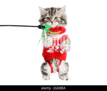 Kitty vestita in rosso Foto Stock