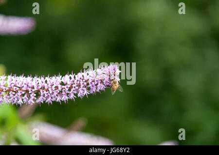 Un Ape su un fiore buddleia Foto Stock