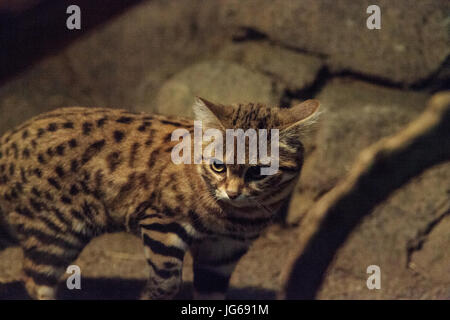 Nero-footed cat Felis nigripes è il più piccolo gatto trovato in Africa Foto Stock