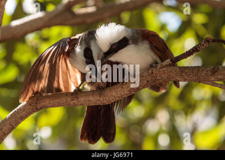 Bianco-crested laughingthrush chiamato Garrulax leucolophus posatoi in alberi e cacce lungo il terreno per il cibo. Foto Stock