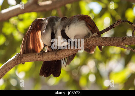 Bianco-crested laughingthrush chiamato Garrulax leucolophus posatoi in alberi e cacce lungo il terreno per il cibo. Foto Stock