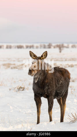 Mucca alci in piedi nella neve profonda in Early Morning Light Foto Stock