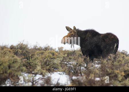 Mucca alci in sagebrush prato in Grand Teton National Park Foto Stock