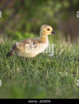 Oche del Canada (Branta canadensis) gosling in esecuzione Foto Stock