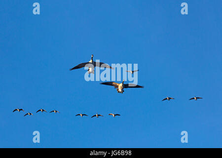 Le oche canadesi si affollano in volo in un cielo blu chiaro. Branta canadensis Foto Stock