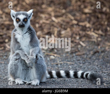 Lemur con coda ad anello (Lemur catta) in Terra dei lemuri, un'esperienza coinvolgente con i lemuri allo zoo di Calgary Foto Stock