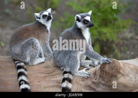 Lemuri con coda ad anello (Lemur catta) in Terra dei lemuri, un'esperienza coinvolgente con i lemuri allo zoo di Calgary Foto Stock