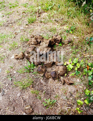 Un mucchio di escrementi di cavallo su i tessitori' modo a lunga distanza percorso in corrispondenza felmingham, Norfolk, Inghilterra, Regno Unito. Foto Stock