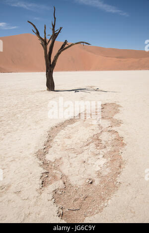 Antica Camelthorn morto tree (Vachellia erioloba) in Deadvlei, Sossusvlei Salina, Namib Naukluft National Park, Namibia Foto Stock