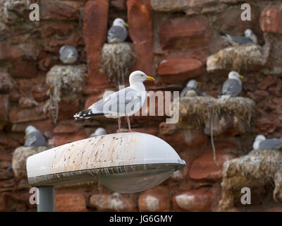 Aringa Gull guardando Black-gambe Kittiwakes Rissa tridactyla in colonia nidificazione sulla battuta di Dunbar Castle Scottish Borders.UK Foto Stock