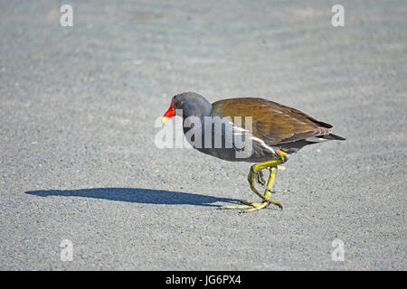Questa specie si consumerà una vasta gamma di materiale vegetale e di piccole creature acquatiche. Essi foraggio accanto o in acqua, talvolta a piedi su l Foto Stock