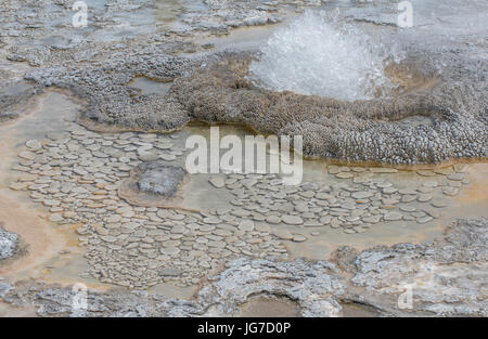 Primavera calda sta scoppiando, il Parco Nazionale di Yellowstone, Wyoming USA Foto Stock