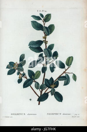 T3 14 Rhamnus alaternus par Pierre-Joseph Redouté. Foto Stock