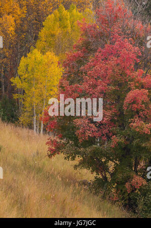 I colori autunnali, Park City, Utah Foto Stock