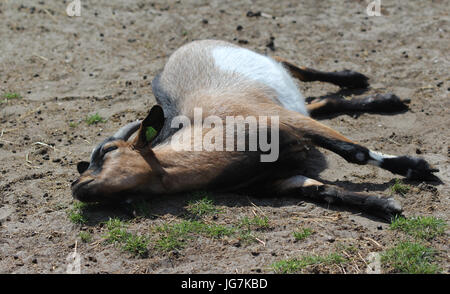 Pigmeo di capra su farm Foto Stock