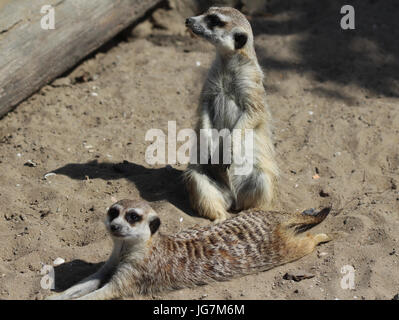 Meerkat che riposa Foto Stock