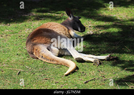 Rosso kangaro Foto Stock
