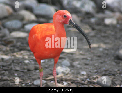 Ibis rossi (Eudocimus ruber) Foto Stock