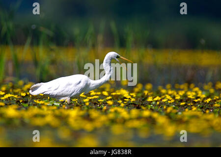 Il grande gret da Crna Mlaka in una zona umida poco profonda con fiori Foto Stock