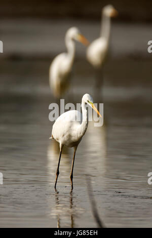 Il grande egret in palude poco profonda Foto Stock