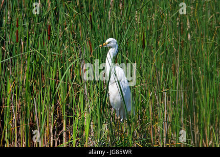 L'airone bianco maggiore da Crna Mlaka Foto Stock