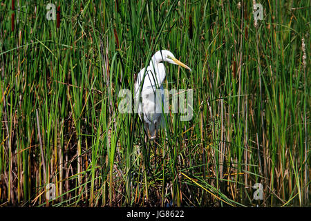 L'airone bianco maggiore da Crna Mlaka Foto Stock