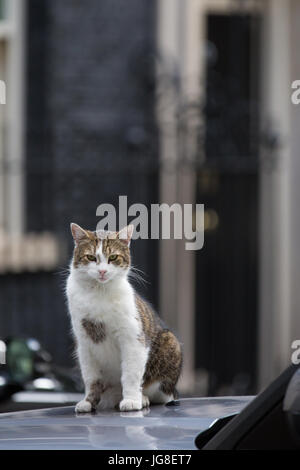Londra, Regno Unito. 4 Luglio, 2017. Larry, chief mouser di 10 Downing Street, si rilassa sul cofano del motore di un veicolo Ministeriale durante la riunione di gabinetto. Credito: Mark Kerrison/Alamy Live News Foto Stock